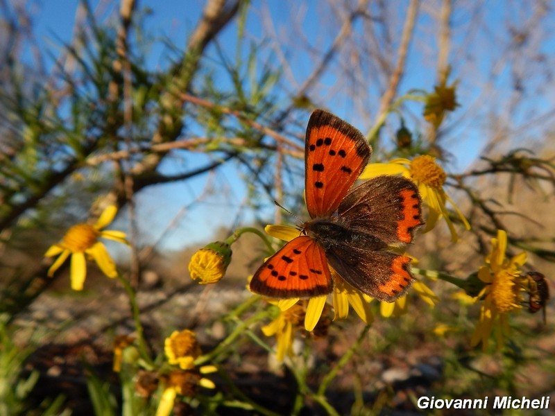 La vita in un fiore (Senecio inaequidens)